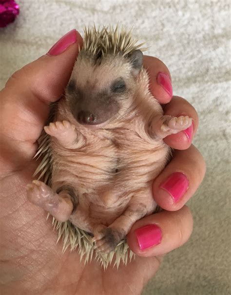 Pin by Julie Gordon on Hedgehogs | Baby hedgehog, Pygmy hedgehog, Hedgehog