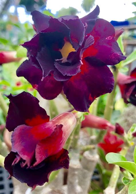 Black Magic desert rose, original photo | Scrolller