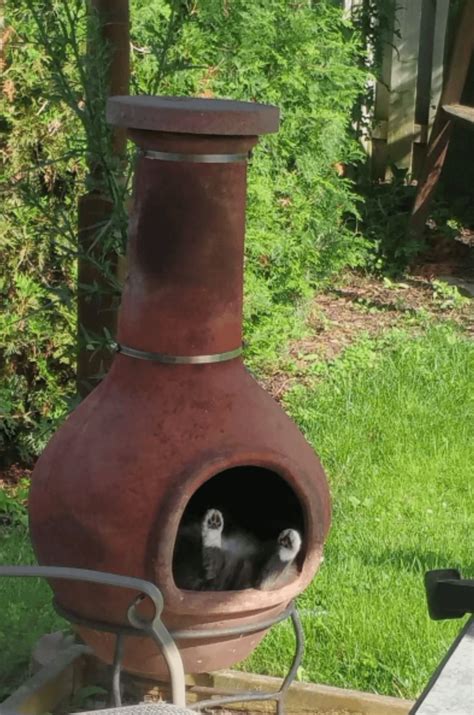 Finding Nemo the cat : r/aww
