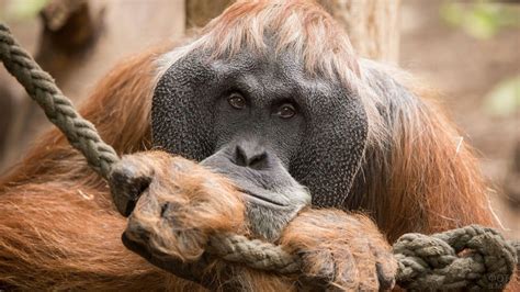 Фото обезьян с названиями | Orangutanes, Orangután