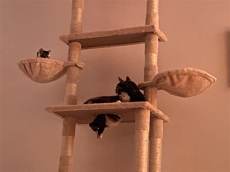 Why is my cat leaking through the cat tree? | Scrolller