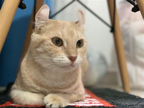Meet...Mango! : CatsNamedAfterFoods
