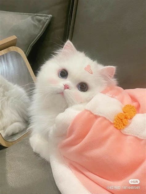 Pin di котики🐾💌