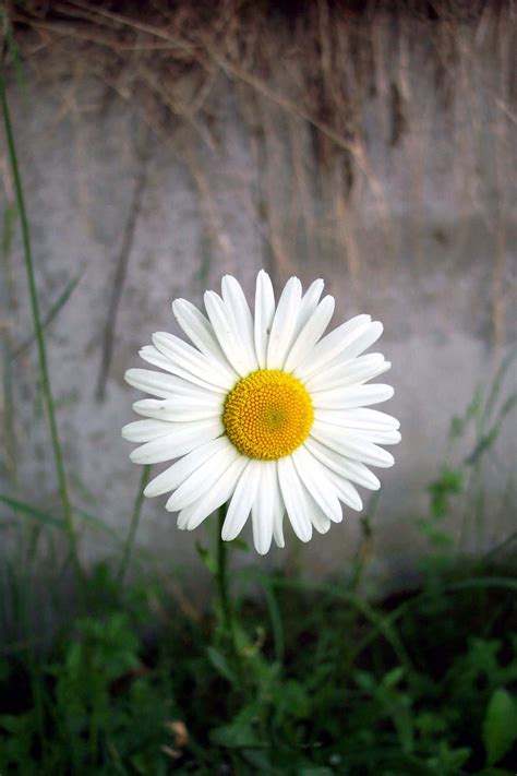Download A Beautiful Daisy Flower | Wallpapers.com
