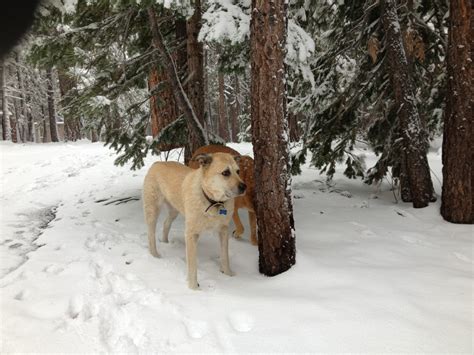 First Snow in Mammoth Lakes!!! - Eric Leach - Mammoth Lakes Real Estate ...