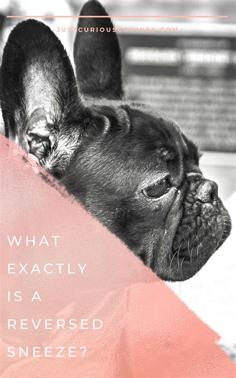 What is a dog reverse sneeze? | Dog enrichment, Dog wellness, Dogs