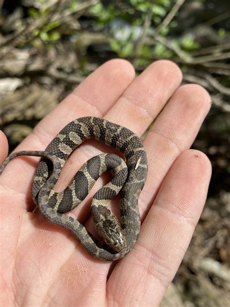 Baby common water snake. Very smol : r/tinyanimalsonfingers