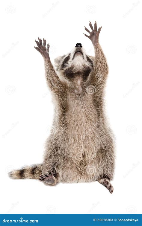 Raccoon Sitting On The Background Of Handprints Stock Photography ...