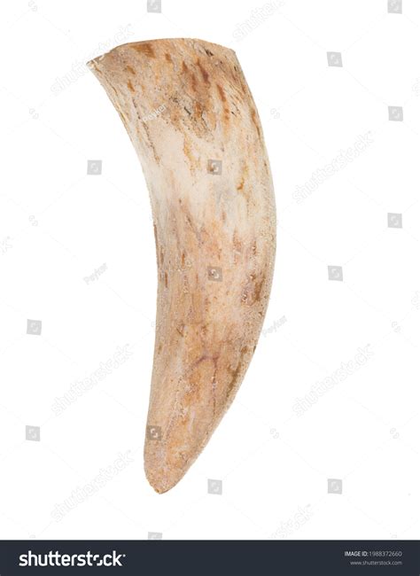 Fang teeth: 52.753 billeder, stock-fotos og -vektorer | Shutterstock