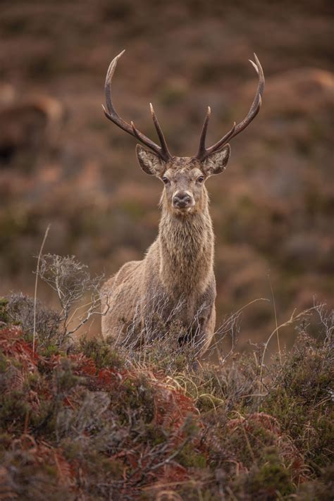 Where to Photograph Wildlife in Scotland - Wildlife Photography Scotland