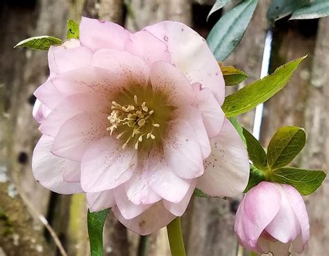 Helleborus orientalis - Shooting Star Nursery