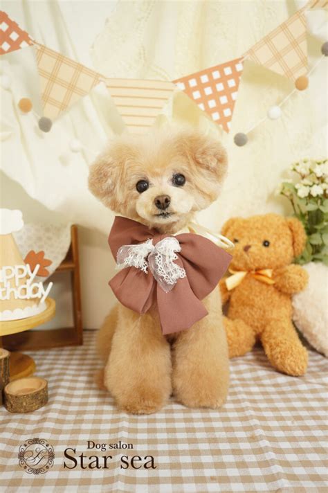 トイプードル人気カット60選！現役トリマーがおすすめの注文方法も伝授！ Dog salon Star sea（スターシー）