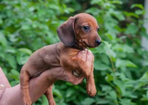 Free Dachshund Puppies Near Me