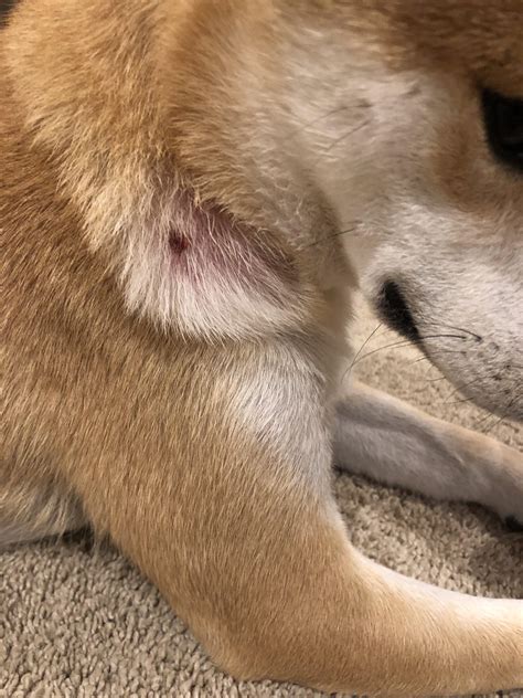 why is dog scratching at home 7