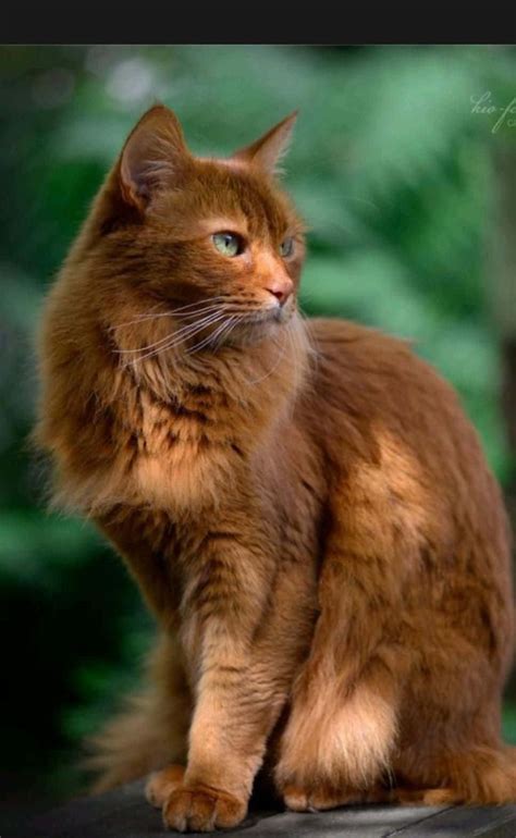 Download Beautiful Dark Brown Cat Picture | Wallpapers.com