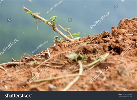 Soil Texture Background Stock Photo 491971048 | Shutterstock