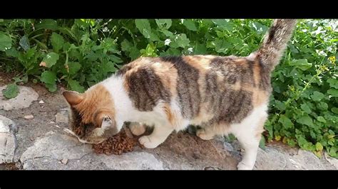 #кошка чешет по пятам - YouTube
