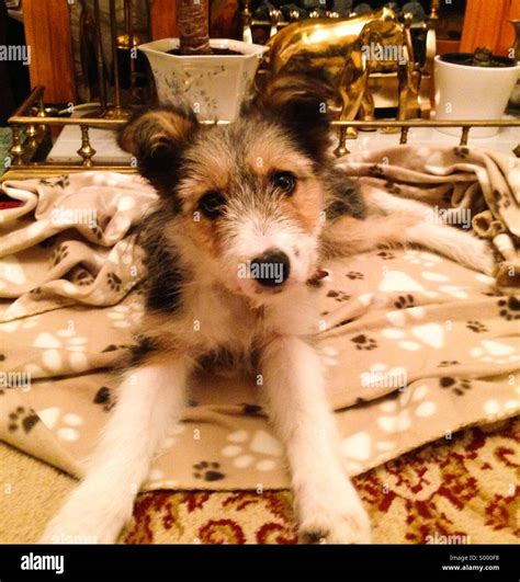 Tri colour border collie hi-res stock photography and images - Alamy