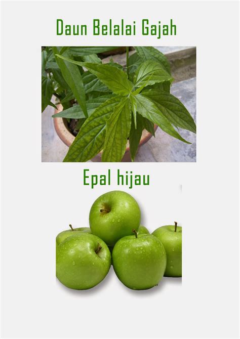 syukur   daun belalai gajah  epal hijau baguskah