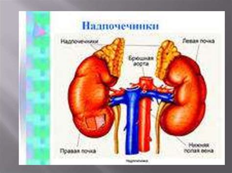 Эндокринная система - online presentation