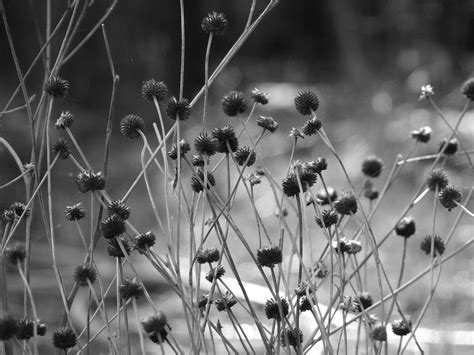 black   photo  freeimages