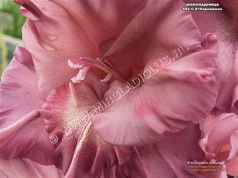 гладиолус Шоколадница mirgladiolus.ru © Лазаревич Тамара МИР ГЛАДИОЛУСОВ