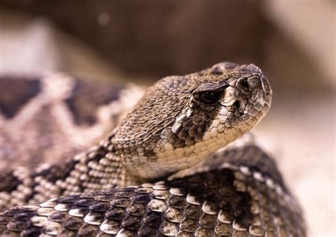 O Que Significa Sonhar Com Cobra Jararaca