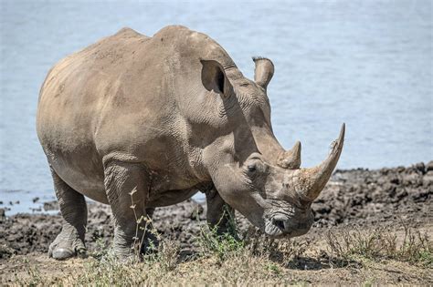 The Remarkable Features of the Rhino | Rhino Recovery Fund
