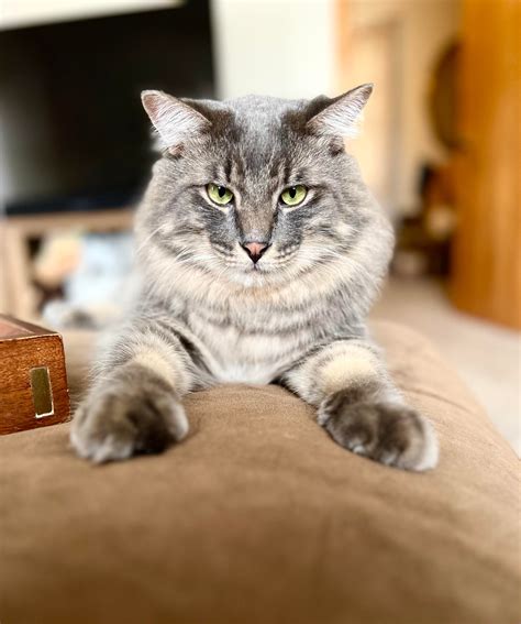 My cat is eating my clothes. : r/CatTraining