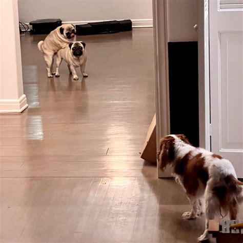 Invest in dogs humping : r/MemeEconomy