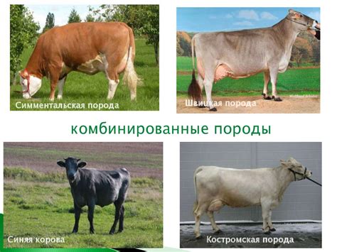 Домашнее животное корова - презентация онлайн