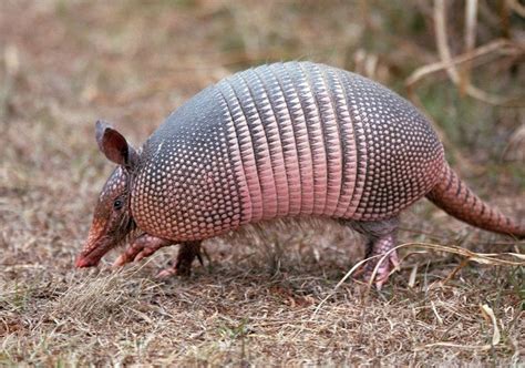 Leprosy Bacterium Rejuvenates Armadillos’ Livers | The Scientist