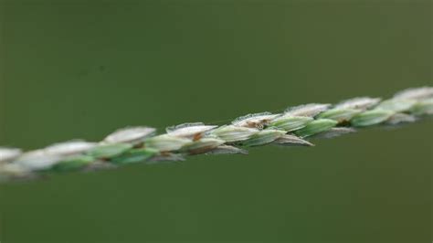 Large Crabgrass | NC State Extension Publications