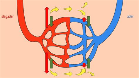 Lymfevatenstelsel – Biojuf