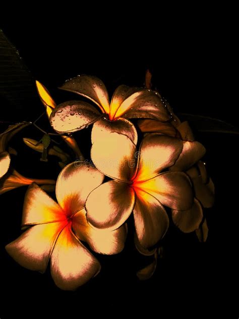 Flowers photo at night stock image. Image of frangipani - 130816527
