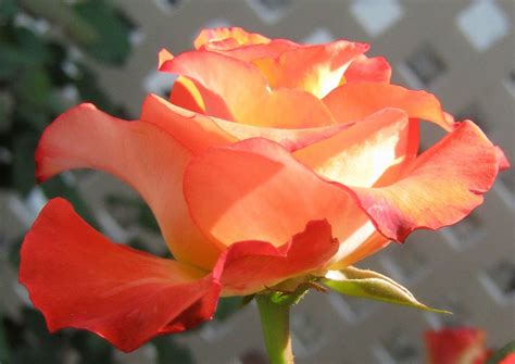 Роза Леонидас Фото И Описание – Telegraph