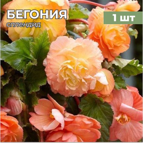 Королевская бегония клубневая, луковицы / клубни бегонии, многолетние ...