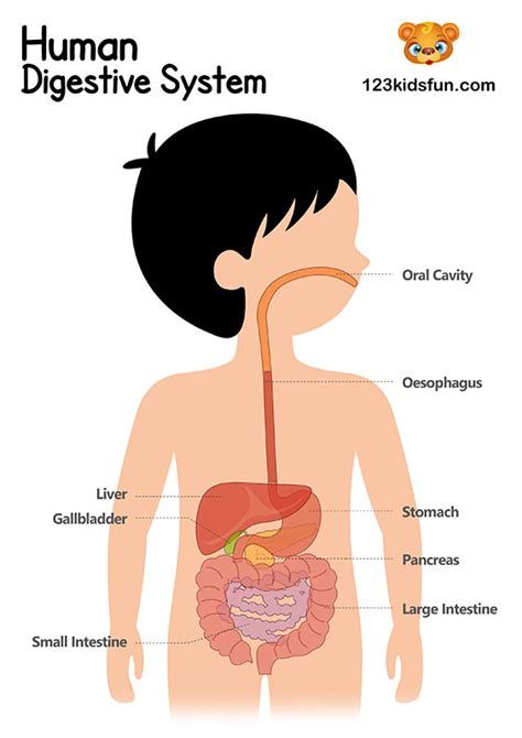 Digestive System Diagram For Kids Worksheet