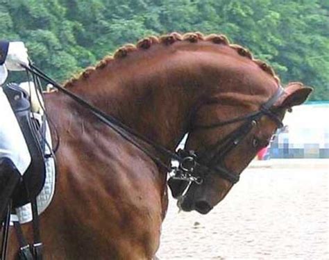 What Is Rollkur In Horses? • Support Wild