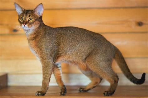 Чаузи: характер, питание, уход | PetGlobals.com