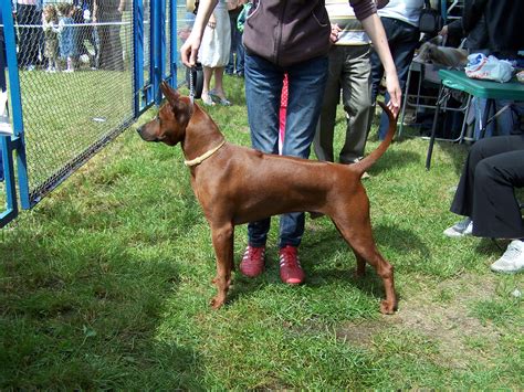 Thai Ridgeback | GreatDogSite