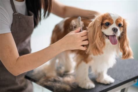 Petshop Banho E Tosa Perto De Mim - Pet Shop Banho e Tosa Perto de Mim Londrina - HOSPVET Clínica ...