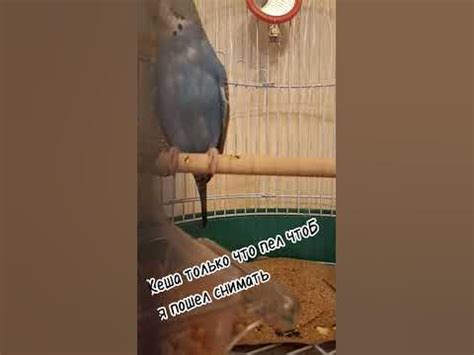 #кеша #папугай #лайк #рекомендации - YouTube