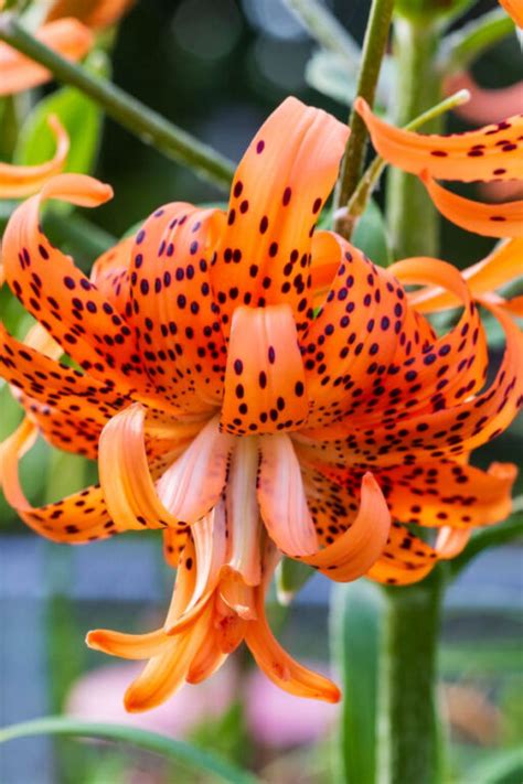 How To Plant Lily Bulbs In The Fall - Growing Unique Lilies!