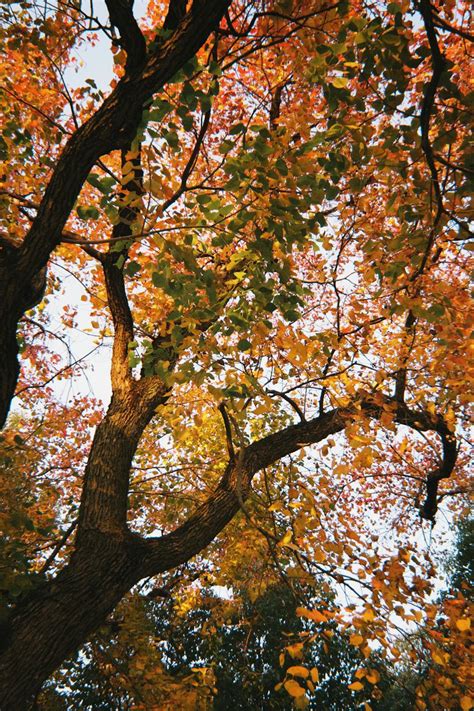 Vibrant Autumn Leaves on a Maple Tree Canopy · Free Stock Photo