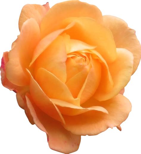 Rose Orange Blume Orangene - Kostenloses Foto auf Pixabay - Pixabay