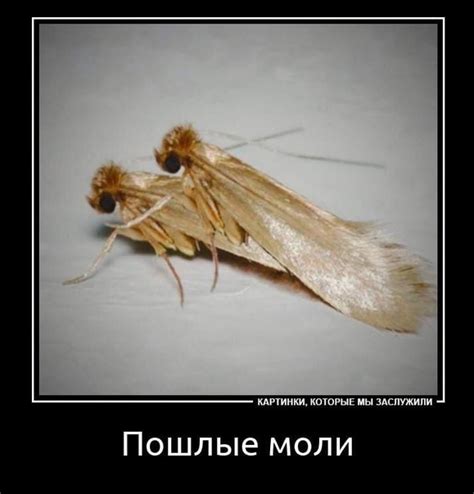 Курапика Куруто | ВКонтакте