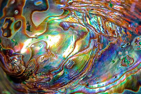 Nacre by FallOut99 on DeviantArt | Shell art, Fractal art, Art for art sake