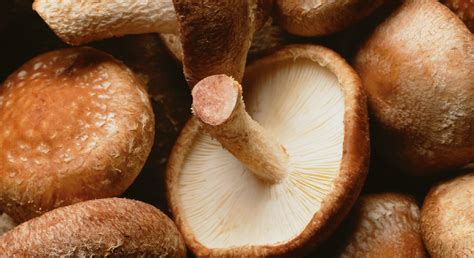 Shitake - Cressana