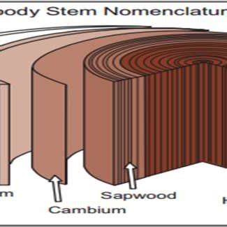 microstructure  timber maxted   scientific diagram